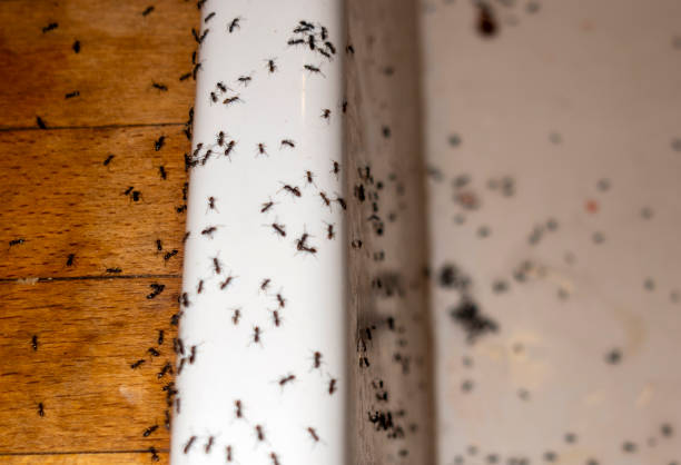 Best Mosquito Control Services  in Battlement Mesa, CO