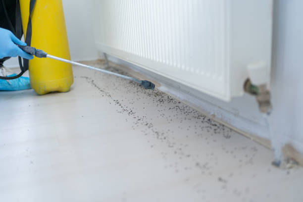 Best Affordable Pest Control Services  in Battlement Mesa, CO